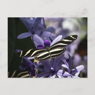 SCHMETTERLING WILD LEBEN INSEKT POSTCROSSING POSTKARTE
