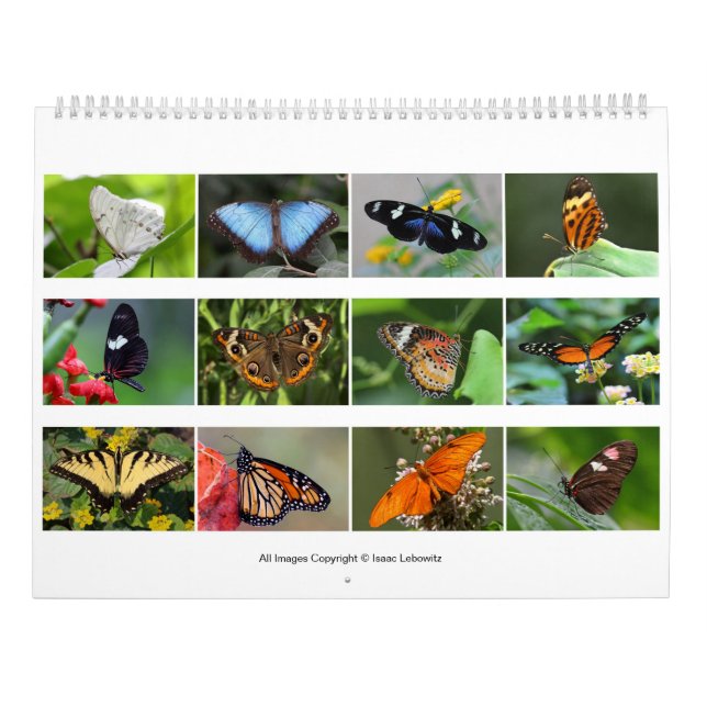 Schmetterlinge 2019 kalender (Rückseite)