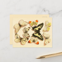 Schmetterlinge 3 Vintag Zeichnend Postkarte