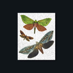 Schmetterlinge 4 leinwanddruck<br><div class="desc">Tiere & Natur</div>