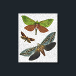 Schmetterlinge 4 leinwanddruck<br><div class="desc">Tiere & Natur</div>