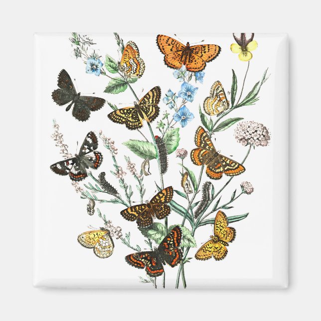 Schmetterlinge auf Blume Vintage Illustration Magnet (Vorne)