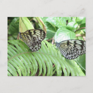 Schmetterlinge auf der westlichen Postkarte
