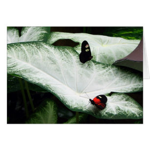 Schmetterlinge auf weißen Caladiums