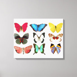Schmetterlinge Canvas Print Leinwanddruck
