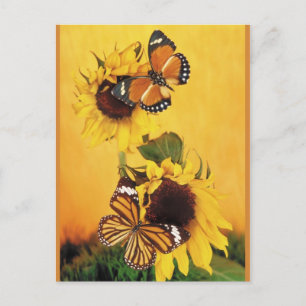 Schmetterlinge des Sommers 1 Postkarte