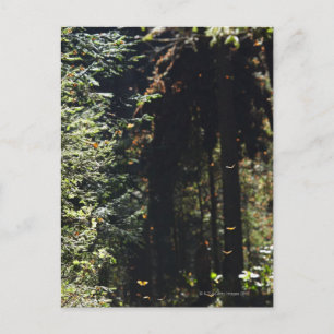 Schmetterlinge, die im Wald fliegen Postkarte