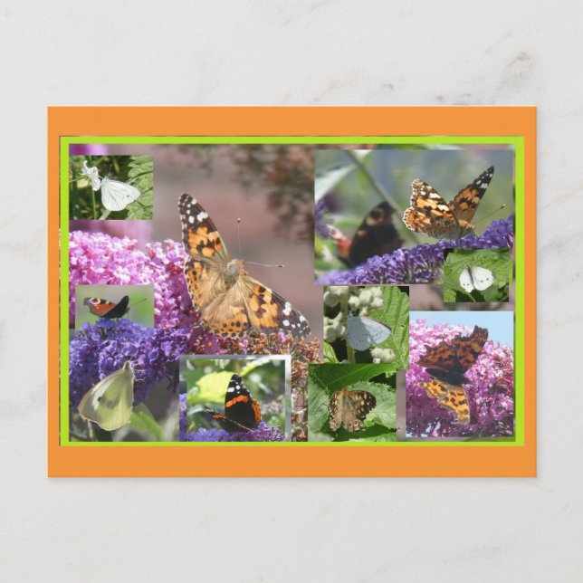 Schmetterlinge im Summer Collage DIY Postkarte (Vorderseite)