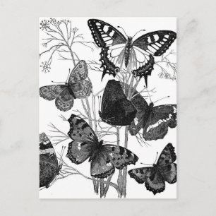 Schmetterlinge im Vintage-Look Druck Postkarte