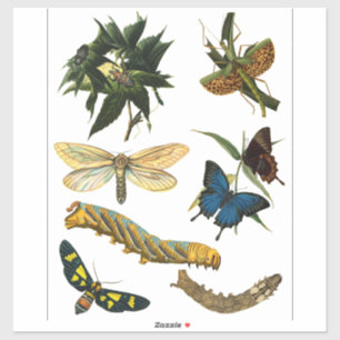 Schmetterlinge Käfer Bugs Insekten Collage Art Aufkleber