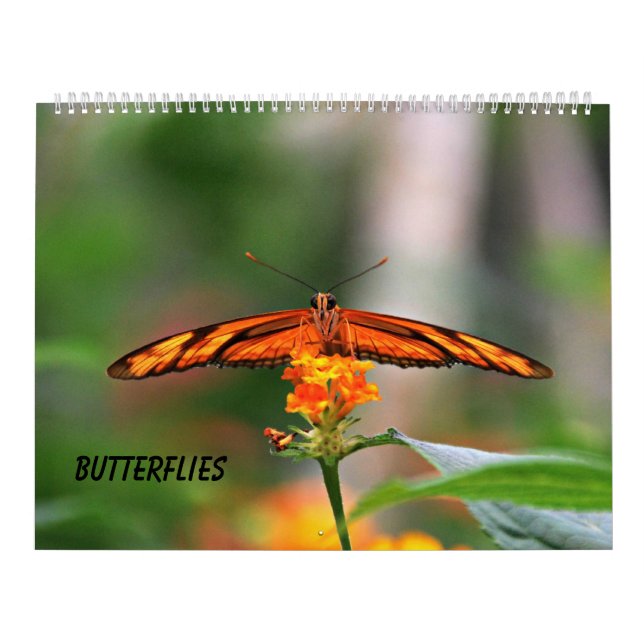 Schmetterlinge Kalender (Titelbild)