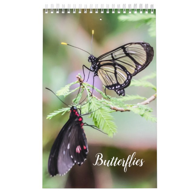 Schmetterlinge  kalender (Titelbild)