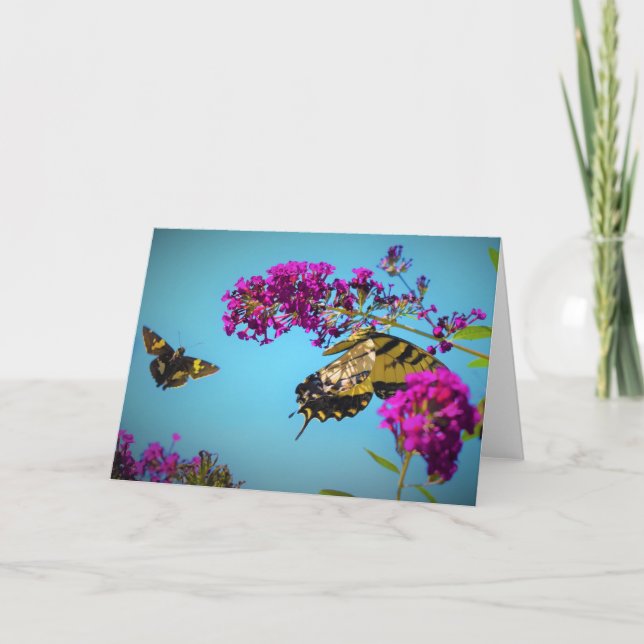 Schmetterlinge, Karte (Vorderseite)