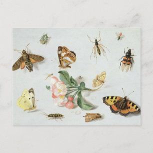 Schmetterlinge, Motten und andere Insekten Postkarte