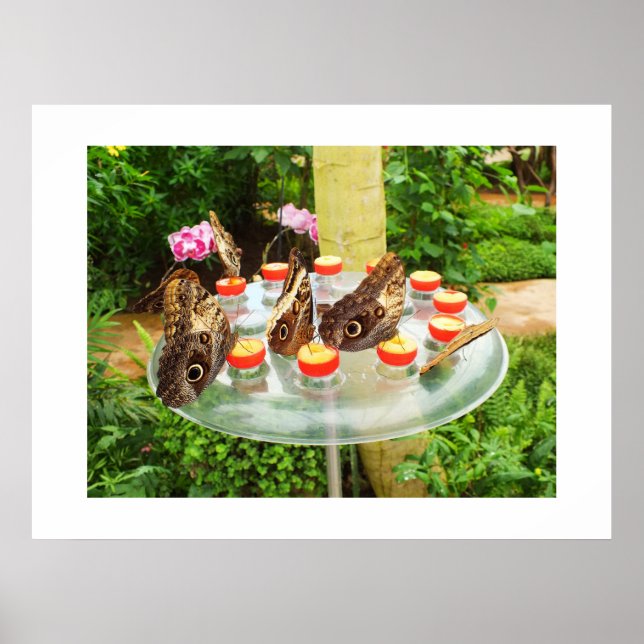 Schmetterlinge Poster (Vorne)