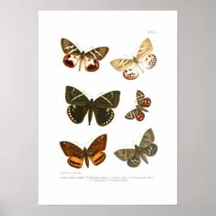 Schmetterlinge Poster