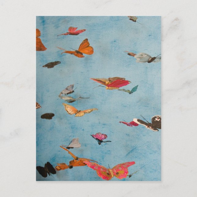 Schmetterlinge Postkarte (Vorderseite)