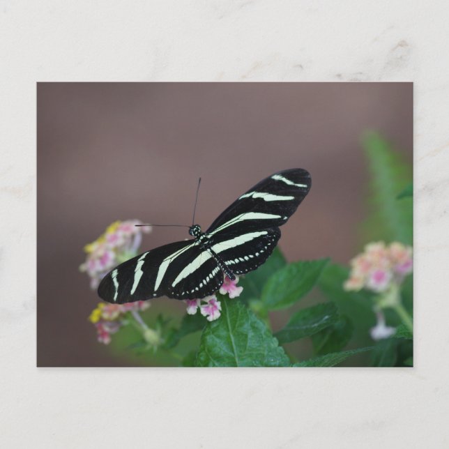 Schmetterlinge Postkarte (Vorderseite)