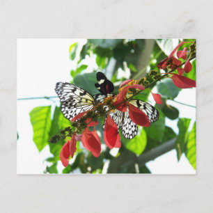 Schmetterlinge Postkarte