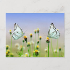 Schmetterlinge Postkarte