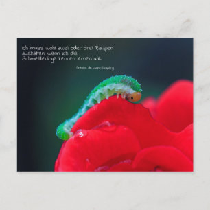 Schmetterlinge Postkarte