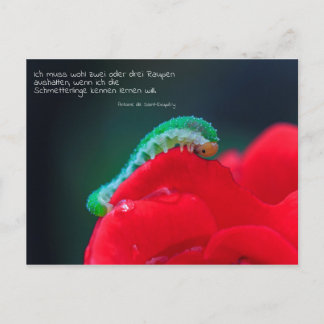 Schmetterlinge Postkarte