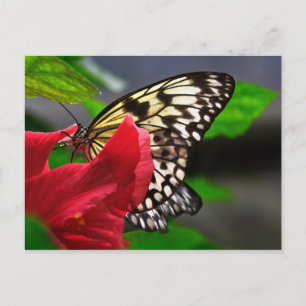Schmetterlinge Postkarte