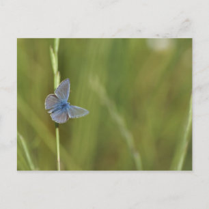 Schmetterlinge Postkarte