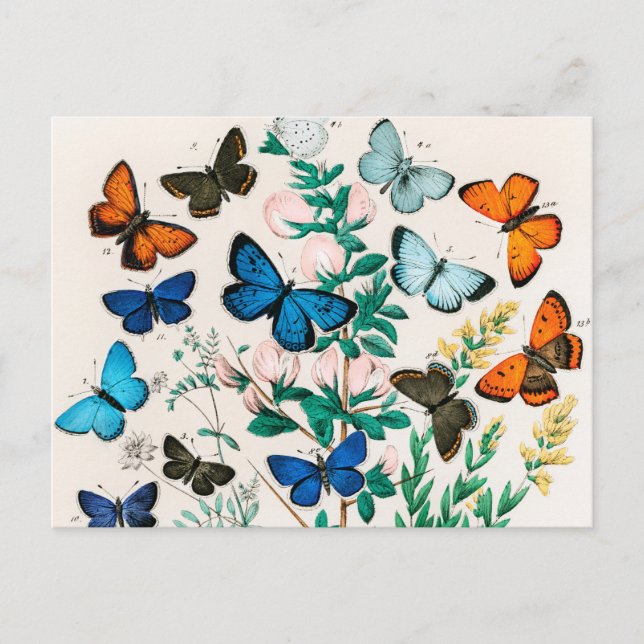 Schmetterlinge, Raupen von William Forsell Kirby Postkarte (Vorderseite)