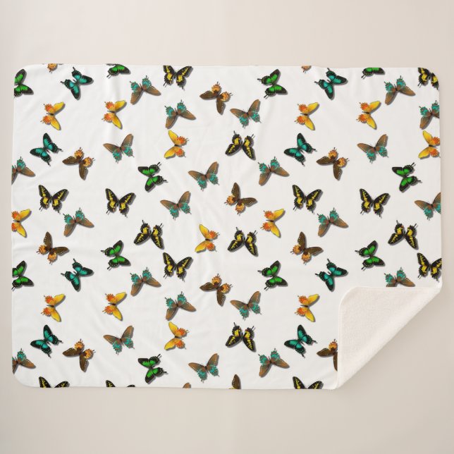 Schmetterlinge Sherpadecke (Vorderseite (Horizontal))