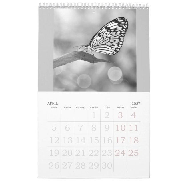 Schmetterlinge sind noch frei - ein Kalender 2024 (Apr 2027)