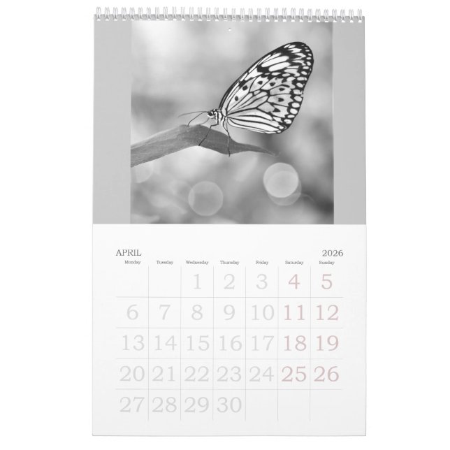 Schmetterlinge sind noch frei - ein Kalender 2024 (Apr 2026)