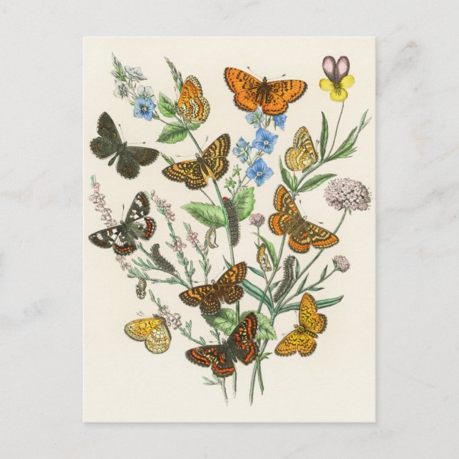 Schmetterlinge und Blume Vintage Illustration 1 Postkarte (Vorderseite)