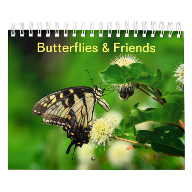 Schmetterlinge und Freunde Kalender (Titelbild)