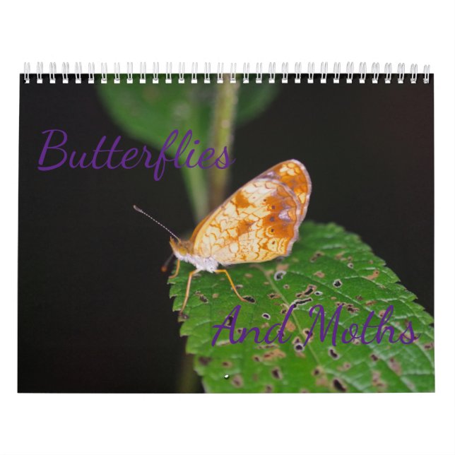 Schmetterlinge und Mottenkalender Kalender (Titelbild)