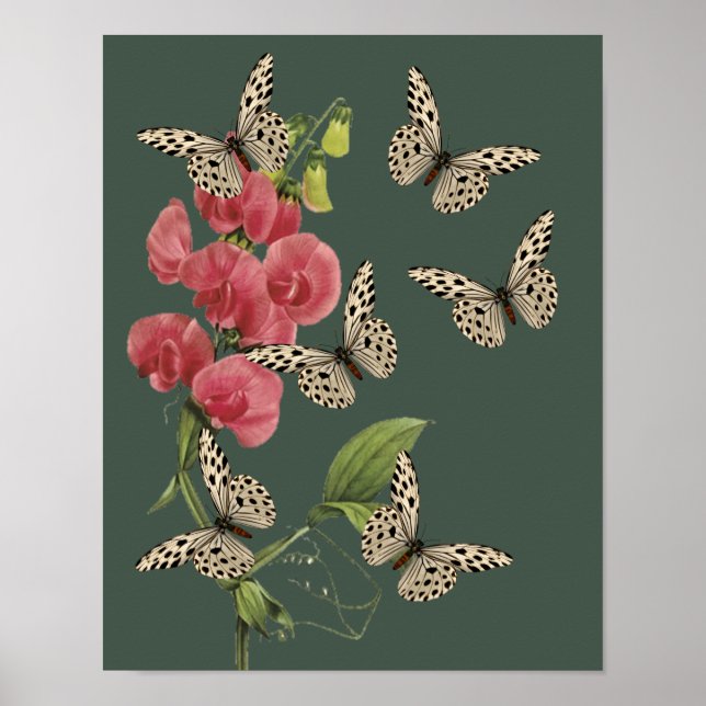 Schmetterlinge und süße Erbsen-Blume Poster (Vorne)