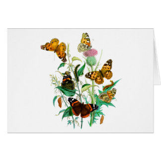 Schmetterlinge und Thistle