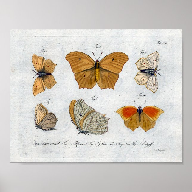 Schmetterlinge Vintag drucken Download gelb Poster (Vorne)