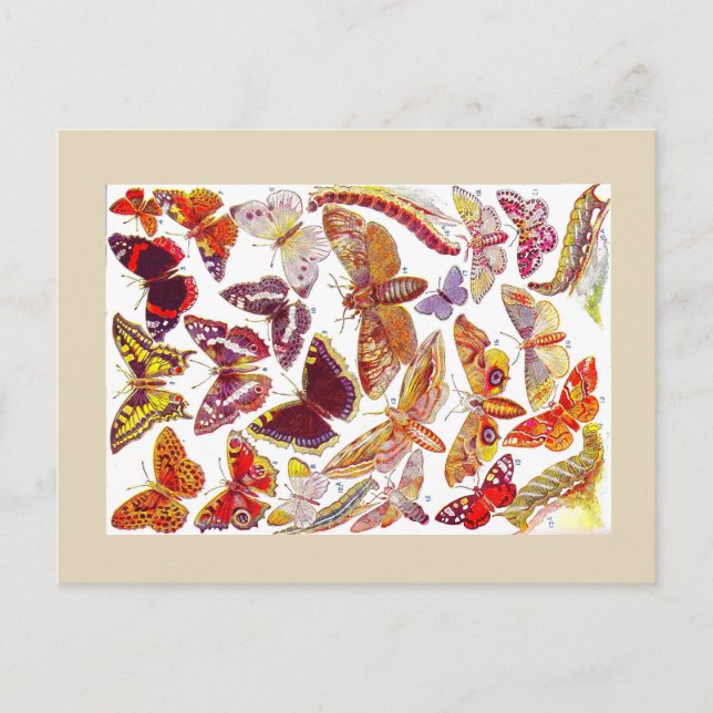 Schmetterlinge Vintage Postkarte | Insekten (Vorderseite)