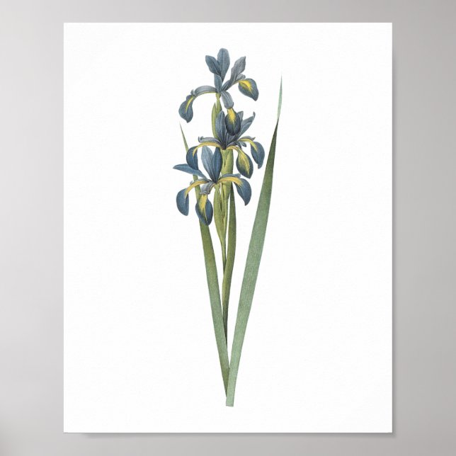 Schmetterlingiris (Iris spuria) von Redouté Poster (Vorne)