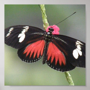 Schmetterlings-Foto-Entwurfs-Druck Poster