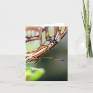 Schmetterlings-Gesicht Naturfotografie Notiz Karte