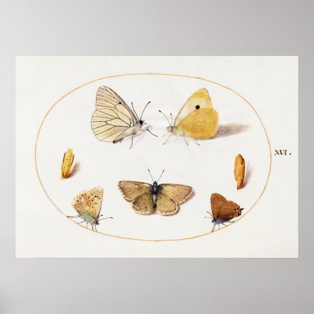 Schmetterlings-Illustrationsposter Poster (Vorne)