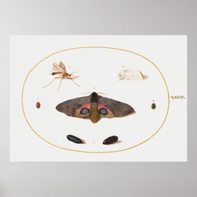 Schmetterlings-Illustrationsposter Poster (Vorne)
