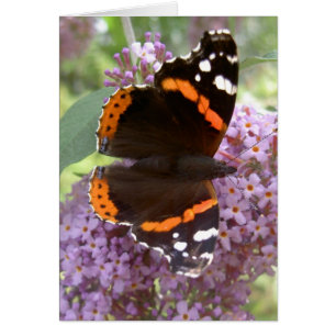 Schmetterlings-Karte - roter Admiral