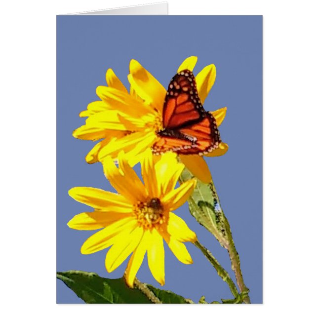 Schmetterlings-Lächeln (Vorne)