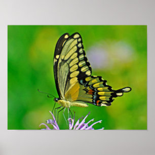 Schmetterlings-Ruhm Poster