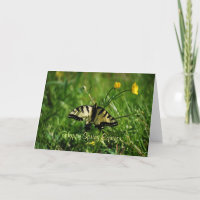 Schmetterlings-und