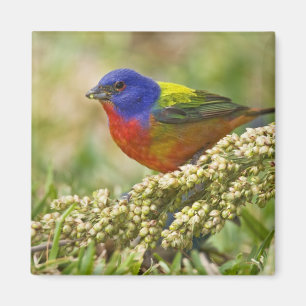 Schmetterlingsammer Magnet