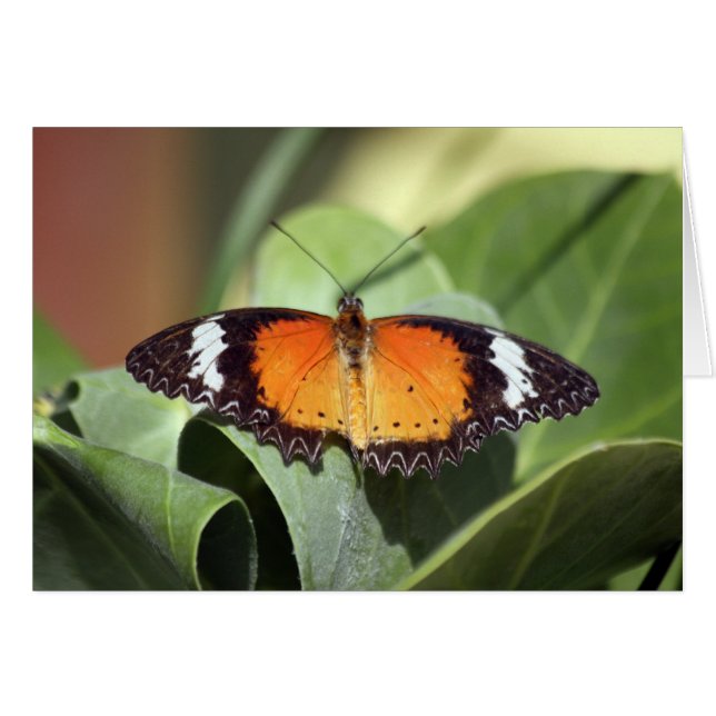 Schmetterlingsbauernhof 2 (Vorderseite (Horizontal))